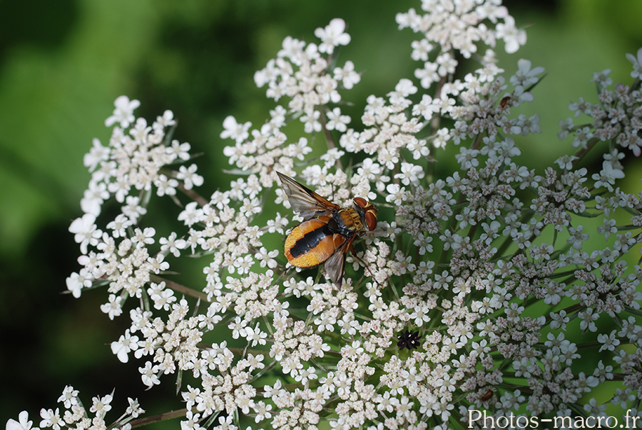 Ectophasia crassipennis